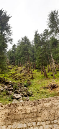 Deodar Cedar Trees lined on the slopes of Neelum Valley